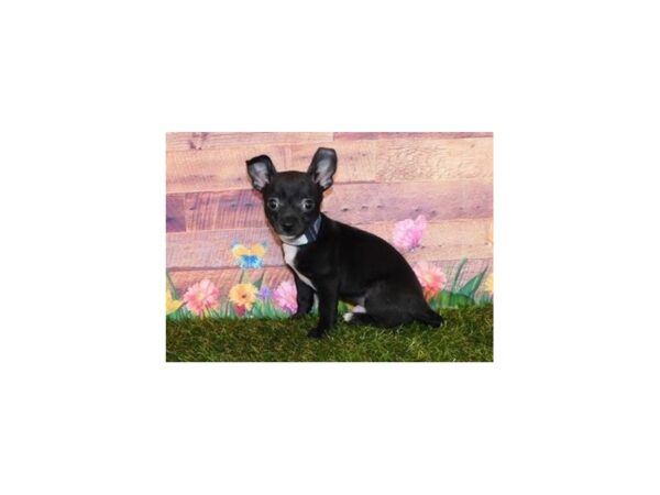 Chihuahua DOG Male Black 20016 Petland Batavia, Illinois