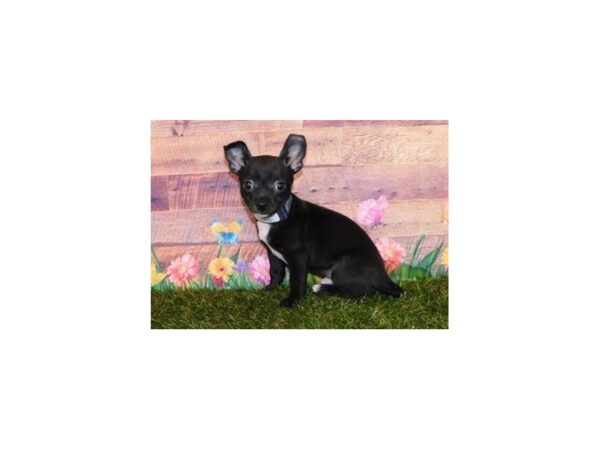 Chihuahua-DOG-Male-Black-20016-Petland Batavia, Illinois