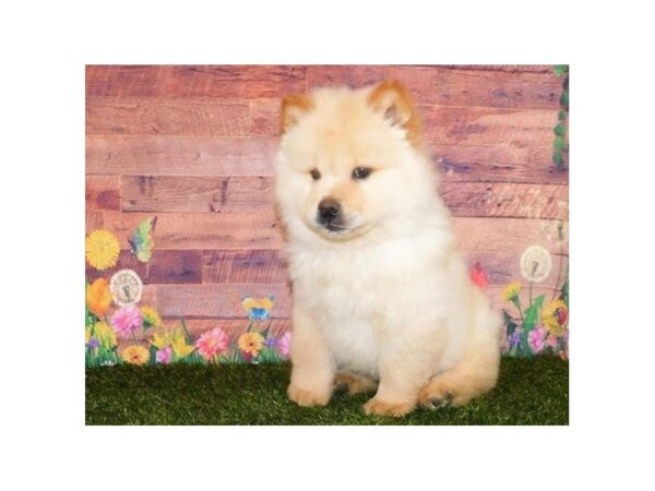 Chow Chow-DOG-Male-Cream-20017-Petland Batavia, Illinois