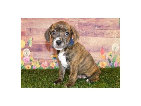 Frengle-DOG-Male-Brindle-20022-Petland Batavia, Illinois