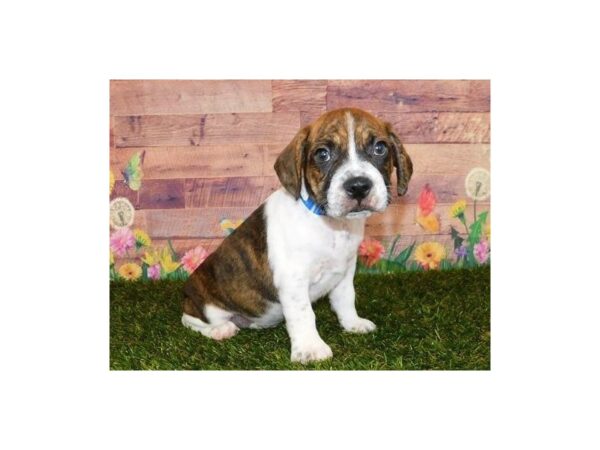 Boggle DOG Male Brindle / White 20021 Petland Batavia, Illinois