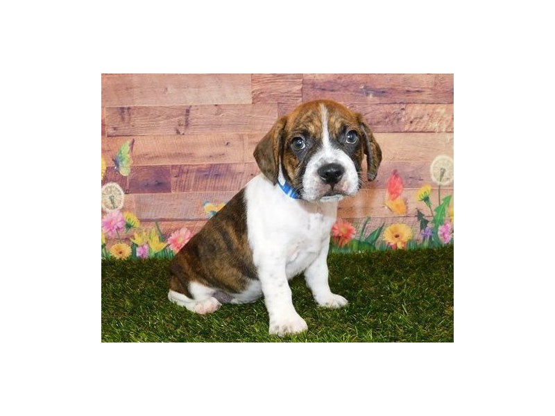 Boggle Puppy Brindle / White ID:20021 Located at Petland Batavia, Illinois