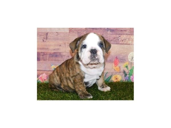 English Bulldog DOG Female Brindle / White 20014 Petland Batavia, Illinois