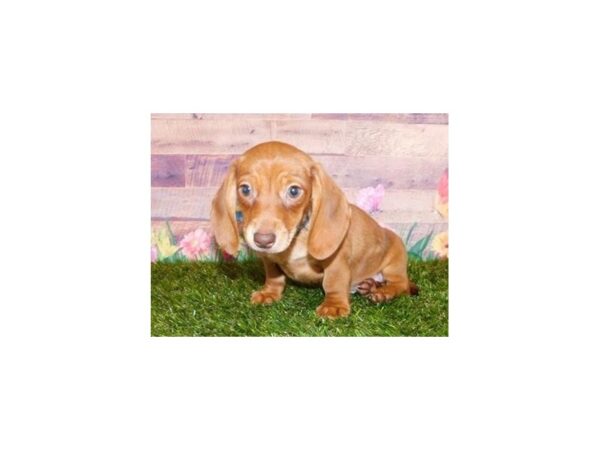 Dachshund DOG Female Red 20018 Petland Batavia, Illinois