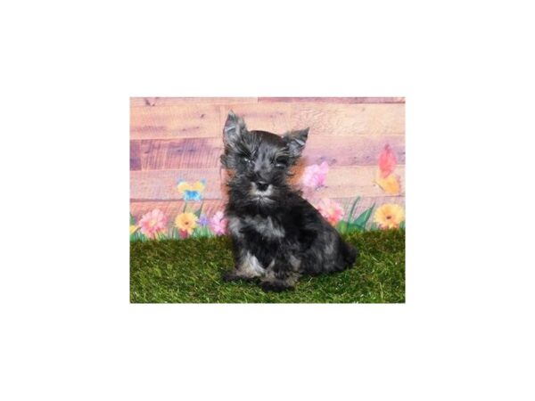 Miniature Schnauzer DOG Female Salt / Pepper 20019 Petland Batavia, Illinois