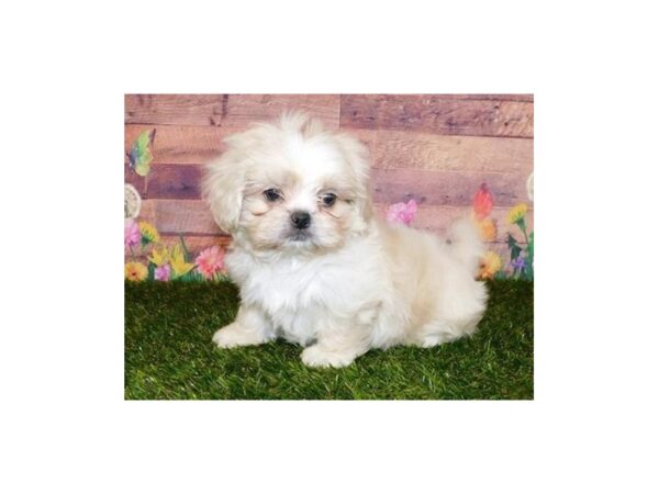 Shih-Peke-DOG-Male-Biscuit-20023-Petland Batavia, Illinois