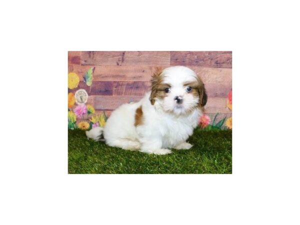 Shih-Peke DOG Male Gold / White 11896 Petland Batavia, Illinois