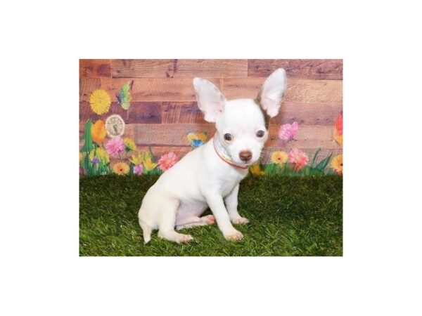 Chihuahua DOG Male White / Chocolate 11892 Petland Batavia, Illinois