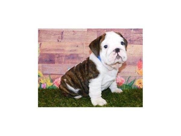 English Bulldog DOG Male Brindle / White 11891 Petland Batavia, Illinois