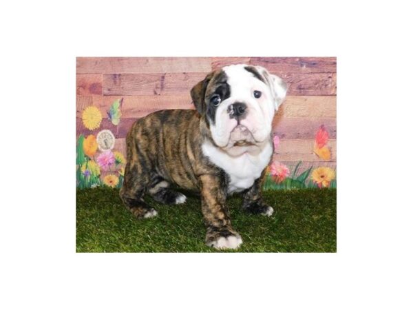 English Bulldog DOG Female Brindle / White 11890 Petland Batavia, Illinois