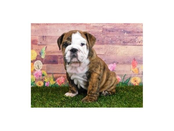 English Bulldog DOG Male Brindle / White 19784 Petland Batavia, Illinois