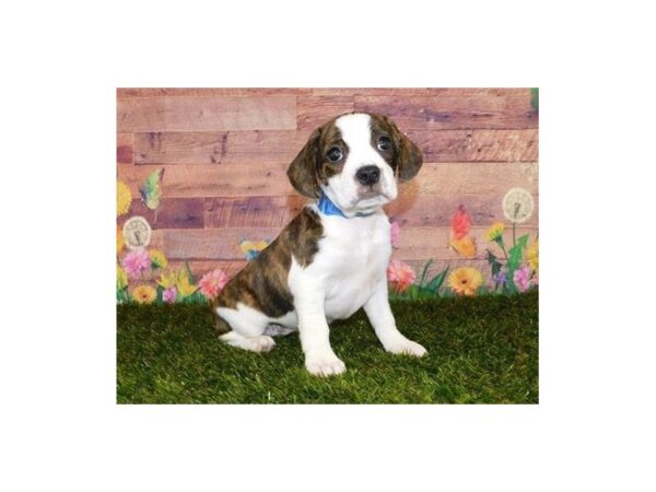 Frengle DOG Female Brindle / White 19785 Petland Batavia, Illinois