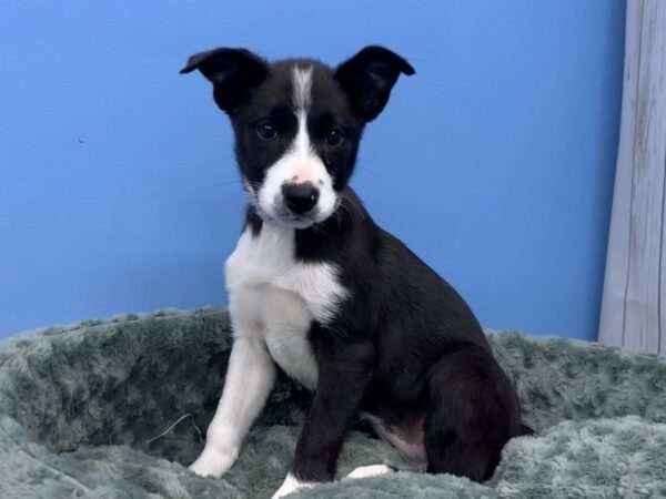 Border Collie DOG Female Black and White 19782 Petland Batavia, Illinois