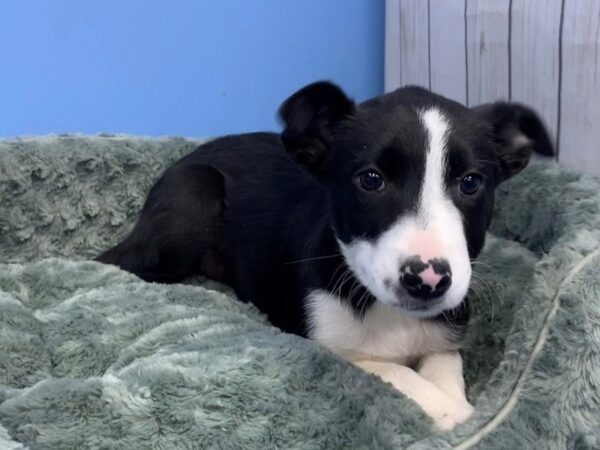 Border Collie DOG Female Black and White 19781 Petland Batavia, Illinois