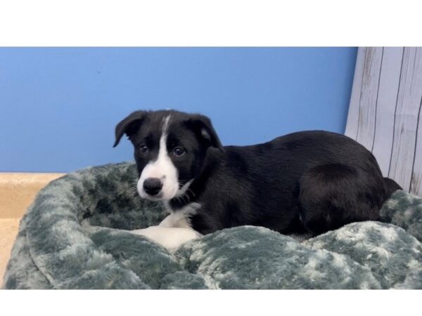 Border Collie DOG Female Black and White 19783 Petland Batavia, Illinois