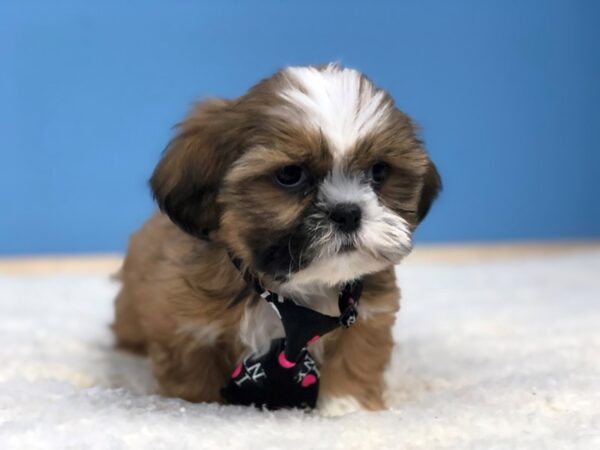 Shih Tzu DOG Male Brindle and White 19789 Petland Batavia, Illinois