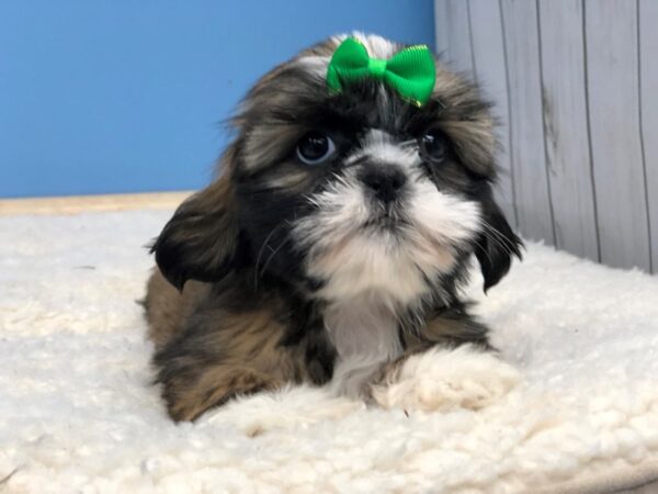 Shih Tzu DOG Female Brindle and White 19792 Petland Batavia, Illinois