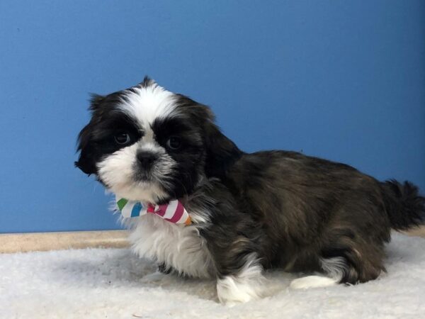 Shih Tzu DOG Male Brindle and White 11905 Petland Batavia, Illinois