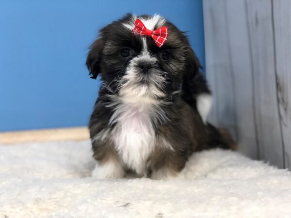 Shih Tzu DOG Female Brindle and White 11904 Petland Batavia, Illinois