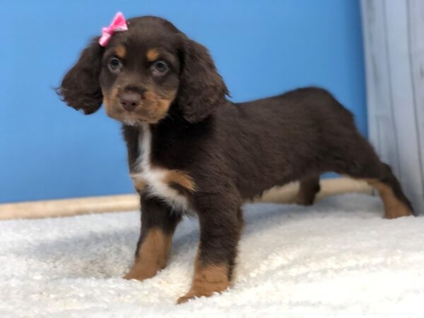 Cock A Poo DOG Female Chocolate, Tan and White Markings 11897 Petland Batavia, Illinois