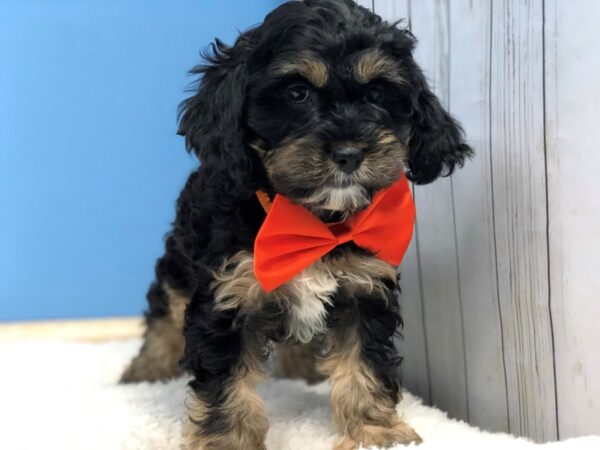 Cock A Poo DOG Male Black and Tan 11898 Petland Batavia, Illinois