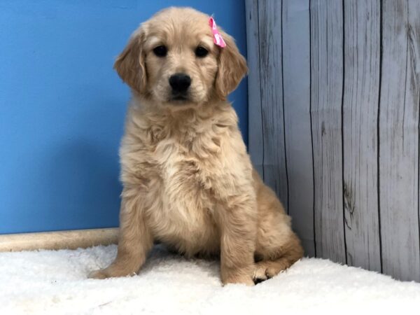 Golden Retriever DOG Female Light Golden 11899 Petland Batavia, Illinois