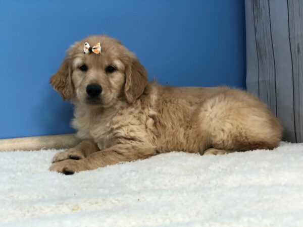 Golden Retriever DOG Female Light Golden 20027 Petland Batavia, Illinois