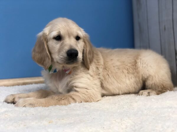 Golden Retriever DOG Female Golden 11900 Petland Batavia, Illinois