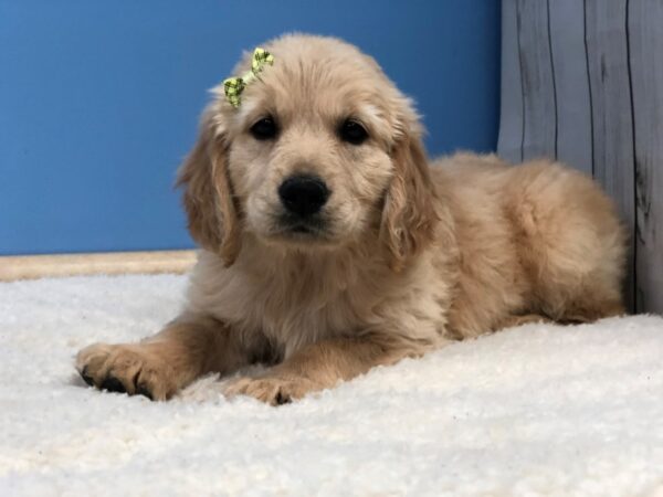 Golden Retriever DOG Male Golden 19803 Petland Batavia, Illinois