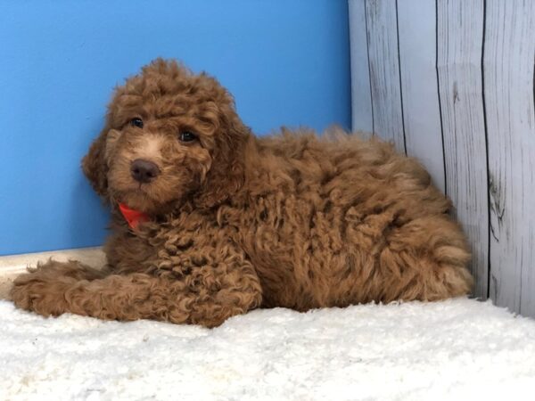 Goldendoodle 2nd Generation DOG Male Red 11902 Petland Batavia, Illinois