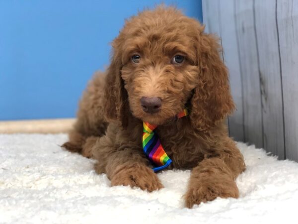 Goldendoodle 2nd Generation DOG Male Red 19795 Petland Batavia, Illinois