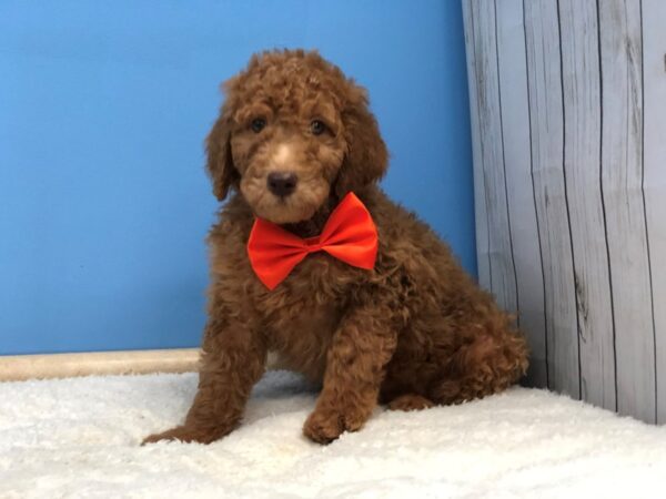 Goldendoodle 2nd Generation DOG Male Red 20030 Petland Batavia, Illinois