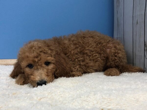 Goldendoodle 2nd Generation DOG Male Red 20029 Petland Batavia, Illinois