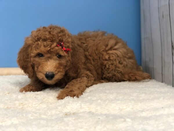 Goldendoodle 2nd Generation DOG Female Red 11901 Petland Batavia, Illinois