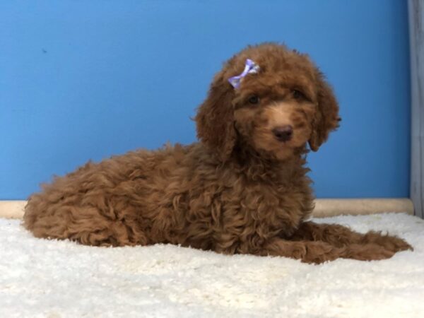 Goldendoodle 2nd Generation DOG Female Red 19799 Petland Batavia, Illinois