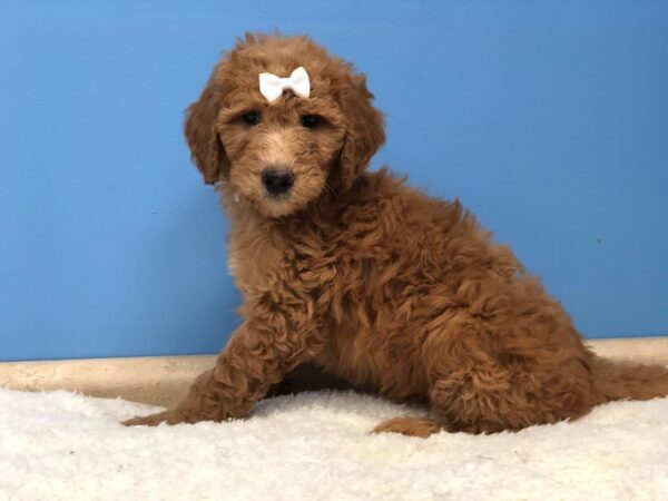 Goldendoodle 2nd Generation DOG Female Red 19800 Petland Batavia, Illinois