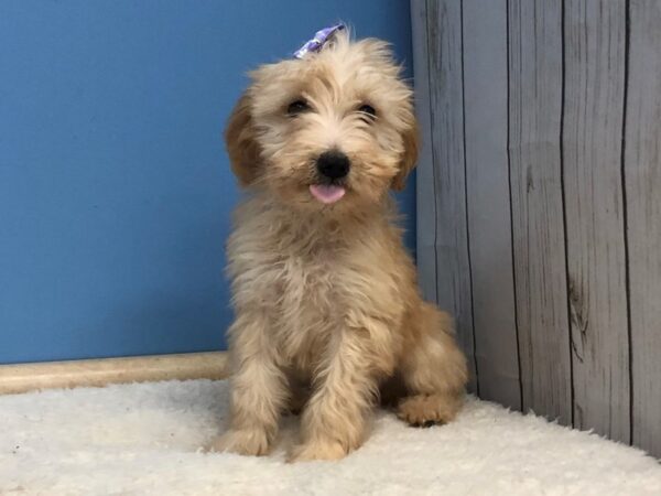 Goldendoodle Mini 2nd Gen DOG Female Cream, White Markings 20025 Petland Batavia, Illinois