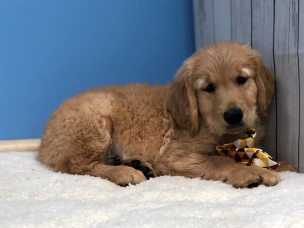 Golden Retriever DOG Male Light Golden 19804 Petland Batavia, Illinois