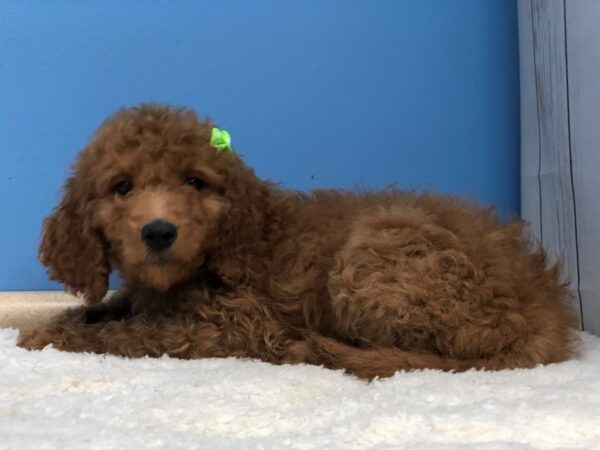 Goldendoodle 2nd Generation DOG Female Red 20028 Petland Batavia, Illinois