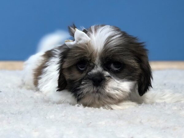 Shih Tzu DOG Female Brindle and White 20031 Petland Batavia, Illinois