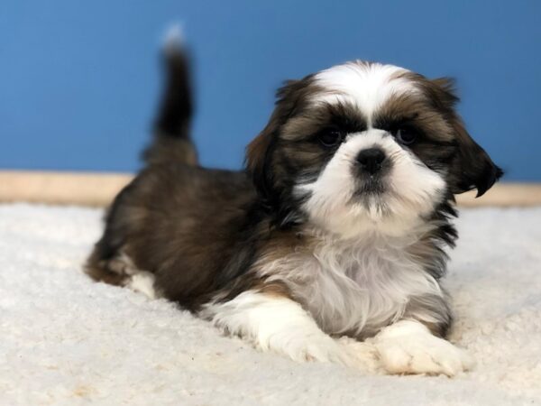 Shih Tzu DOG Male Brindle and White 20032 Petland Batavia, Illinois