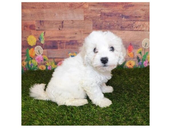 Bichon Frise DOG Male White 11916 Petland Batavia, Illinois