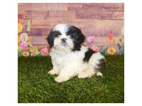 Shih Tzu DOG Male Brindle / White 11909 Petland Batavia, Illinois