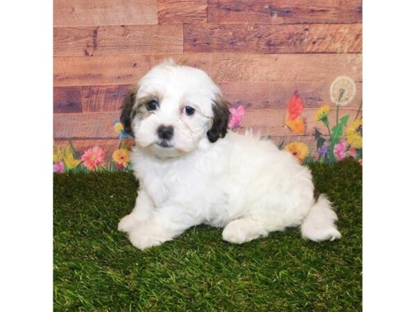 Teddy Bear DOG Female Gold / White 20044 Petland Batavia, Illinois