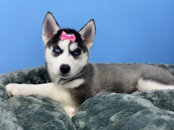 Siberian Husky DOG Female Black and White 19819 Petland Batavia, Illinois