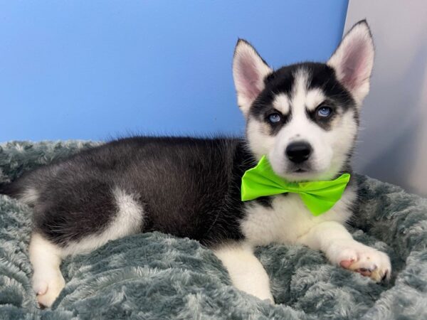 Siberian Husky DOG Male Black and White 19820 Petland Batavia, Illinois