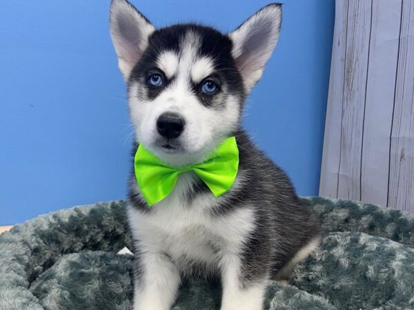 Siberian Husky DOG Male Black and White 19821 Petland Batavia, Illinois