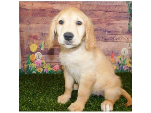 Golden Retriever DOG Female Golden 11915 Petland Batavia, Illinois