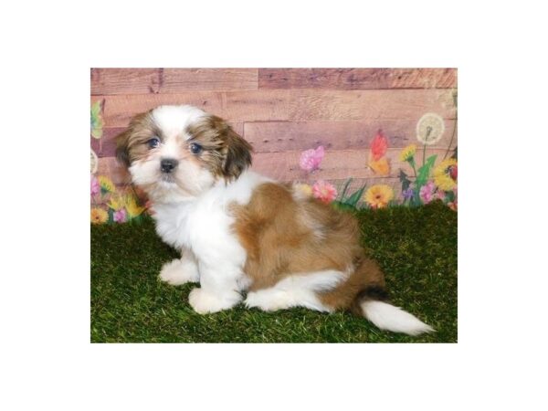 Shih Tzu DOG Female Gold / White 11914 Petland Batavia, Illinois