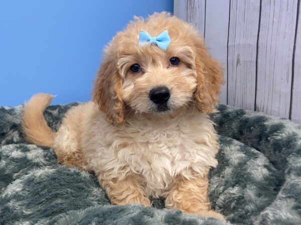 Goldendoodle Mini 2nd Gen DOG Female Golden 19815 Petland Batavia, Illinois